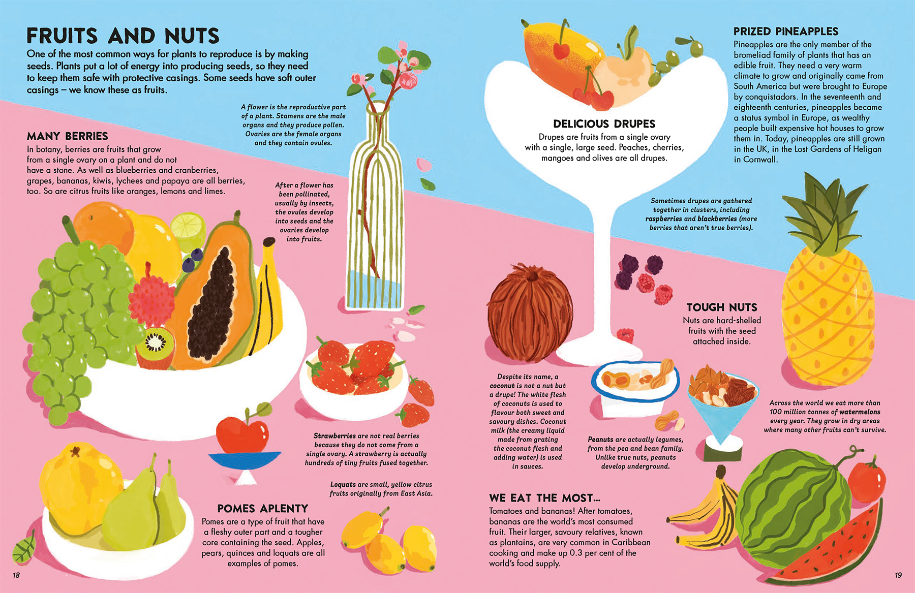 world-of-food-non-fiction-book-illustration-fruits-nuts-berries-drupes-pomes-watermelon-coconut-pineapple-cave-banana-tomato-violeta-noy