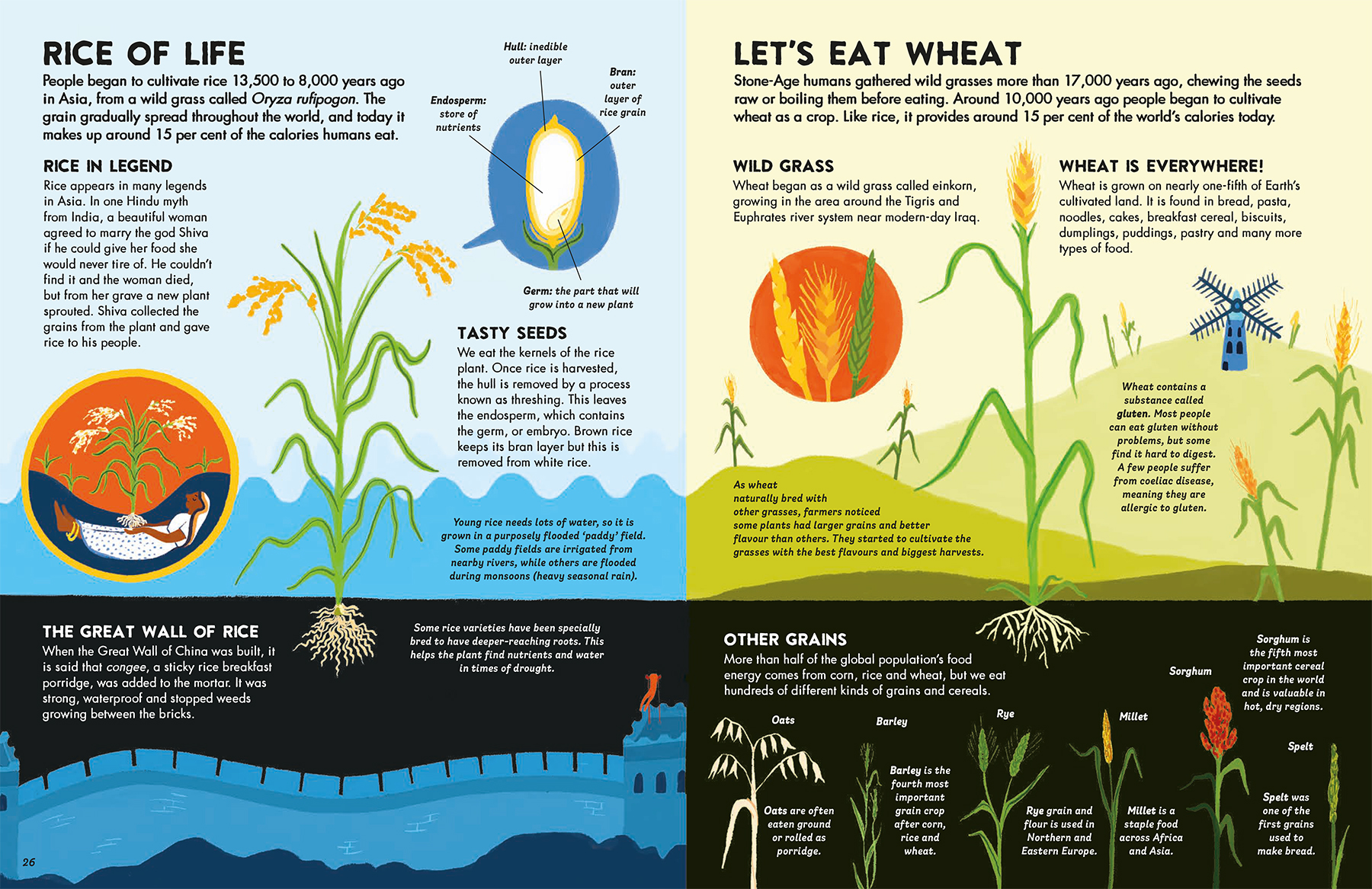 world-of-food-non-fiction-book-illustration-rice-wheat-seeds-oats-barley-rye-millet-sorghum-spelt-gluten-congee-violeta-noy-2